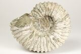 Bumpy Ammonite (Douvilleiceras) Fossil - Madagascar #205057-1